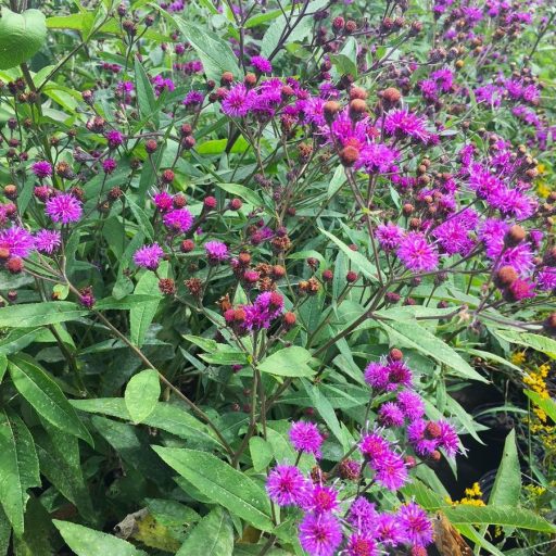 VERNONIA NOVEBORACENSIS - ÓRIÁS VERNONIA