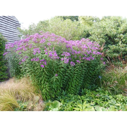 VERNONIA NOVEBORACENSIS - ÓRIÁS VERNONIA