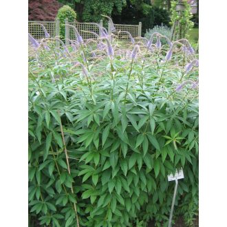 VERONICASTRUM VIRGINICUM F. CAERULEUM - VIRGINIAI VERONIKA