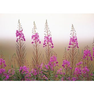 EPILOBIUM ANGUSTIFOLIUM - ERDEI DERÉCE