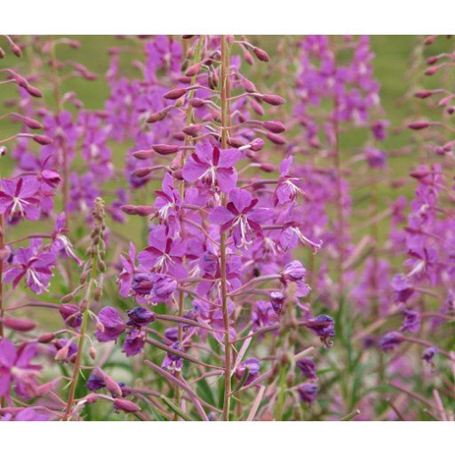 EPILOBIUM ANGUSTIFOLIUM - ERDEI DERÉCE