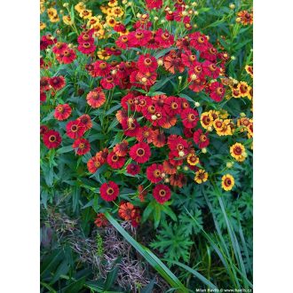   HELENIUM AUTUMNALE 'DREAM RED' - ŐSZI NAPFÉNYVIRÁG