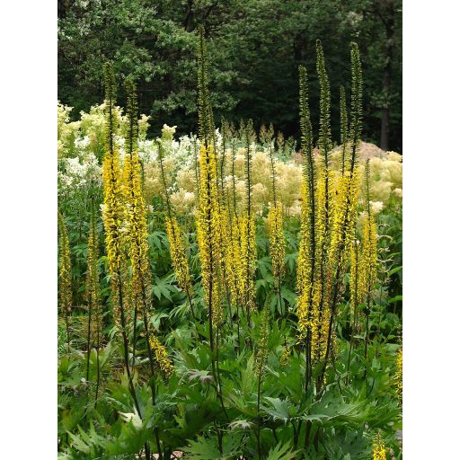 LIGULARIA PRZEWALSKII - TÁVOL-KELETI HAMUVIRÁG