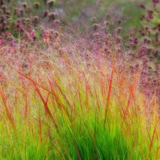 PANICUM VIRGATUM 'REHBRAUN' - VESSZŐSKÖLES