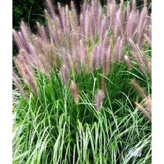   PENNISETUM ORIENTALE 'FLAMINGO' - KELETI TOLLBORZFŰ