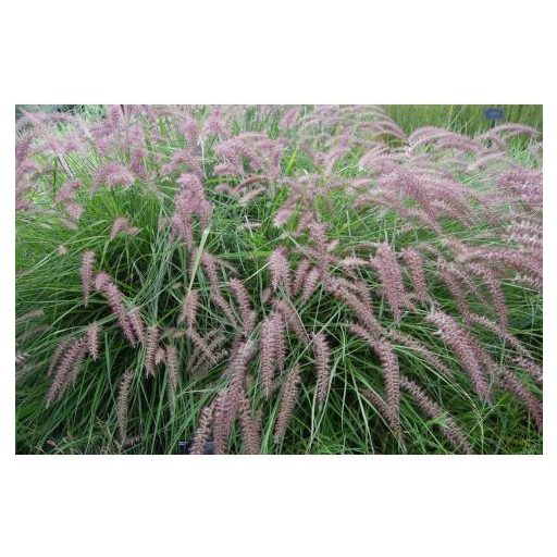 PENNISETUM ORIENTALE 'FLAMINGO' - KELETI TOLLBORZFŰ