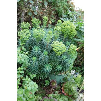 EUPHORBIA CHARACIAS SSP. WULFENII - VELENCEI KUTYATEJ