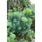 EUPHORBIA CHARACIAS SSP. WULFENII - VELENCEI KUTYATEJ