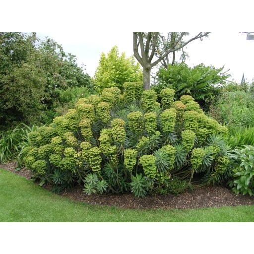 EUPHORBIA CHARACIAS SSP. WULFENII - VELENCEI KUTYATEJ