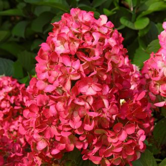 HYDRANGEA PANICULATA 