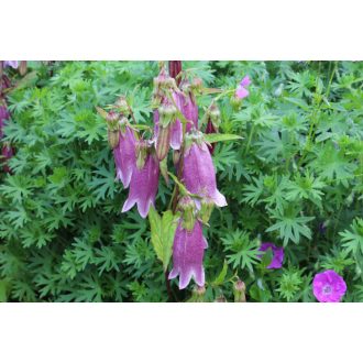 CAMPANULA PUNCTATA F. RUBRIFLORA - PETTYEGETETT HARANGVIRÁG