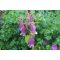 CAMPANULA PUNCTATA F. RUBRIFLORA - PETTYEGETETT HARANGVIRÁG