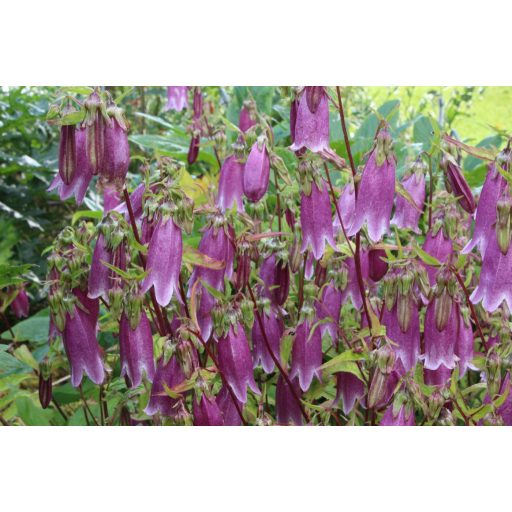 CAMPANULA PUNCTATA F. RUBRIFLORA - PETTYEGETETT HARANGVIRÁG
