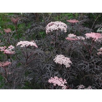   SAMBUCUS NIGRA 'BLACK LACE' - BORDÓ, SZELDELT LEVELŰ BODZA