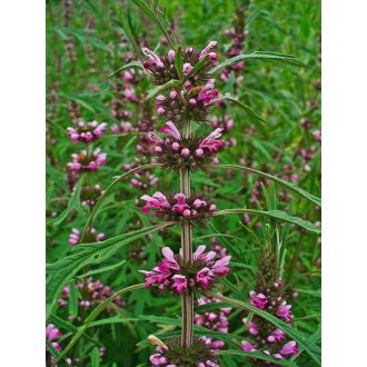   LEONURUS JAPONICUS 'WEILA®NURUS' - JAPÁN GYÖNGYAJAK