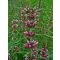 LEONURUS JAPONICUS 'WEILA®NURUS' - JAPÁN GYÖNGYAJAK