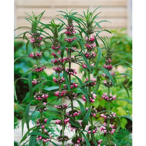 LEONURUS JAPONICUS 'WEILA®NURUS' - JAPÁN GYÖNGYAJAK