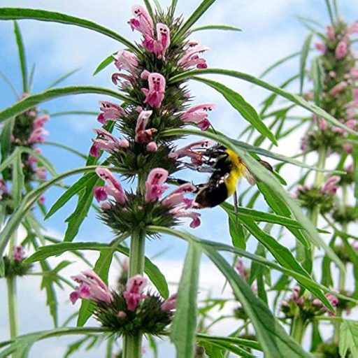 LEONURUS JAPONICUS 'WEILA®NURUS' - JAPÁN GYÖNGYAJAK