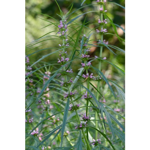 LEONURUS JAPONICUS 'WEILA®NURUS' - JAPÁN GYÖNGYAJAK