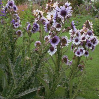 	BERKHEYA PURPUREA - BÍBOR BOGÁNCSVIRÁG