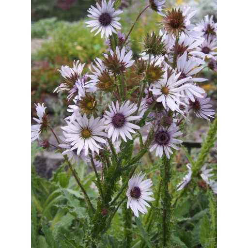 	BERKHEYA PURPUREA - BÍBOR BOGÁNCSVIRÁG
