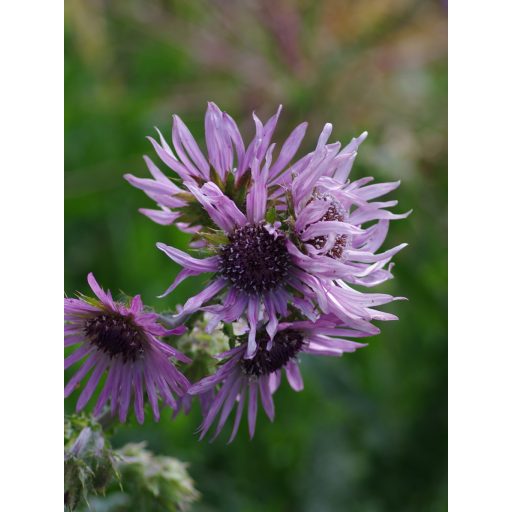 	BERKHEYA PURPUREA - BÍBOR BOGÁNCSVIRÁG