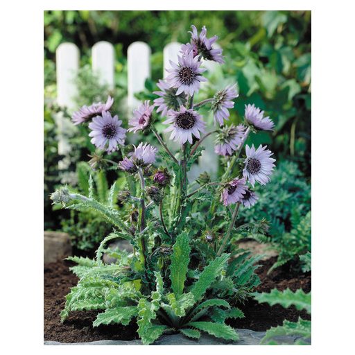 	BERKHEYA PURPUREA - BÍBOR BOGÁNCSVIRÁG