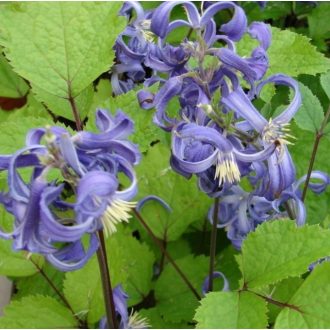 	CLEMATIS HERACLEIFOLIA - CSŐ ISZALAG / RÉTI ISZALAG