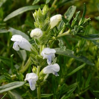   DRACOCEPHALUM ARGUNENSE 'FUJI WHITE' - SÁRKÁNYFEJ