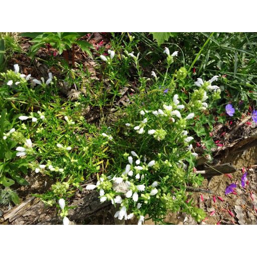 DRACOCEPHALUM ARGUNENSE 'FUJI WHITE' - SÁRKÁNYFEJ