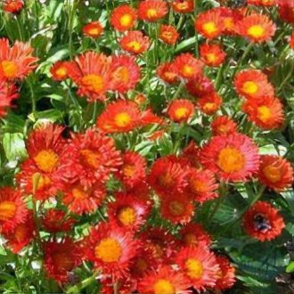 	ERIGERON AURANTIACUS -NARANCSÁSRGA KÜLLŐROJT