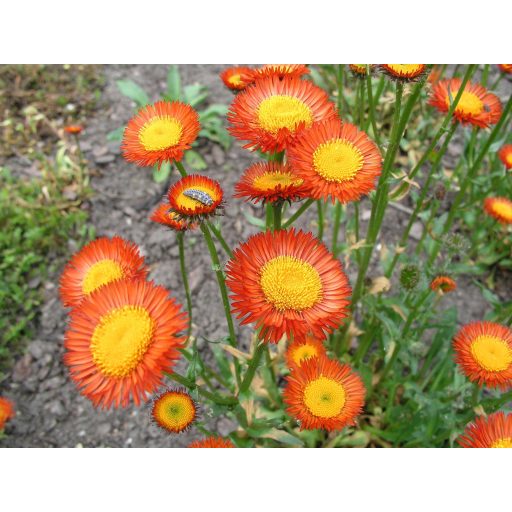 	ERIGERON AURANTIACUS -NARANCSÁSRGA KÜLLŐROJT