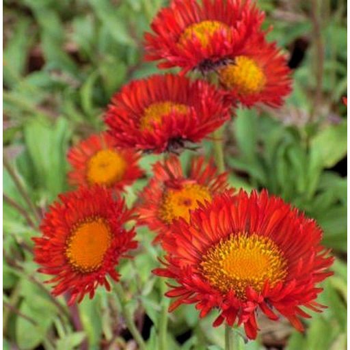 	ERIGERON AURANTIACUS -NARANCSÁSRGA KÜLLŐROJT