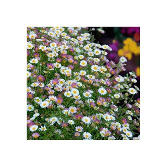   ERIGERON KARVINSKIANUS 'BLÜTENMEER' - SPANYOL KÜLLŐROJT