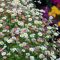 ERIGERON KARVINSKIANUS 'BLÜTENMEER' - SPANYOL KÜLLŐROJT