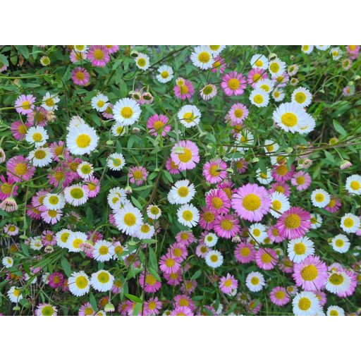 ERIGERON KARVINSKIANUS 'BLÜTENMEER' - SPANYOL KÜLLŐROJT