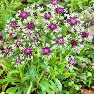 CENTAUREA MONTANA 'AMETHYST IN SNOW' - HEGYI IMOLA