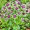 CENTAUREA MONTANA 'AMETHYST IN SNOW' - HEGYI IMOLA