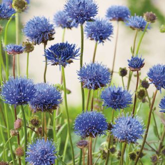 	JASIONE LAEVIS 'BLAULICHT' - KECSES KÉKCSILLAG