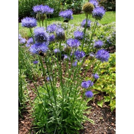 	JASIONE LAEVIS 'BLAULICHT' - KECSES KÉKCSILLAG