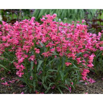   PENSTEMON BARBATUS F. NANUS 'PINACOLADA ROSY RED SHADES' - TÖRPE SZAKÁLLAS BUGATÖLCSÉR