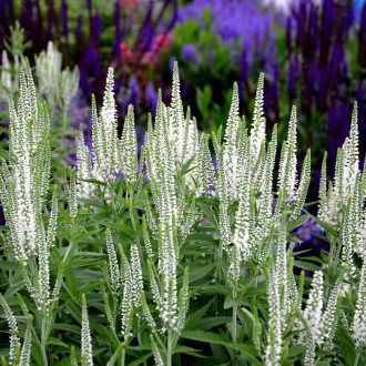   VERONICA LONGIFOLIA 'ALBA' - FEHÉR HOSSZÚLEVELŰ VERONIKA