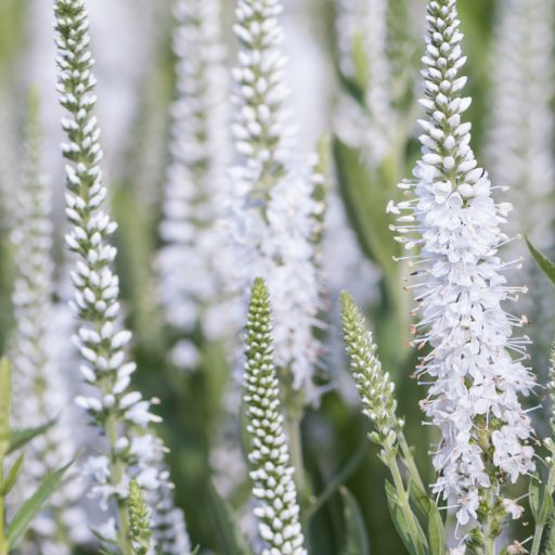 VERONICA LONGIFOLIA 'ALBA' - FEHÉR HOSSZÚLEVELŰ VERONIKA