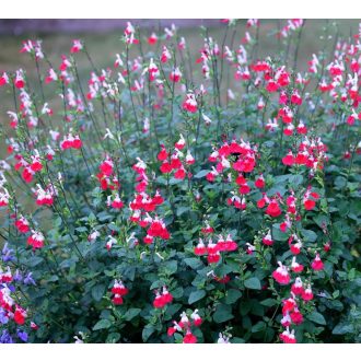 SALVIA MICROPHYLLA 'HOT LIPS' - ŐSZI ZSÁLYA