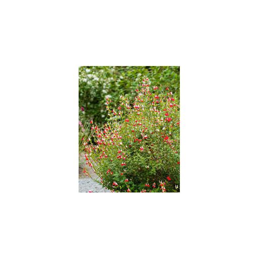 SALVIA MICROPHYLLA 'HOT LIPS' - ŐSZI ZSÁLYA