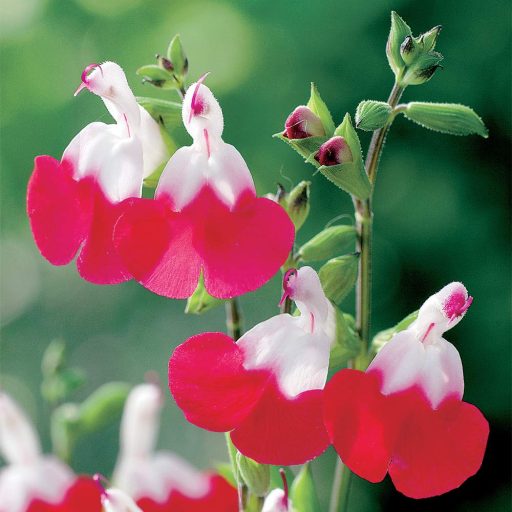 SALVIA MICROPHYLLA 'HOT LIPS' - ŐSZI ZSÁLYA