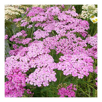   ACHILLEA MILLEFOLIUM 'LILAC BEAUTY' - KÖZÖNSÉGES CICKAFARK