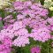 ACHILLEA MILLEFOLIUM 'LILAC BEAUTY' - KÖZÖNSÉGES CICKAFARK