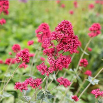   CENTRANTHUS RUBER var. COCCINEUS - SARKANTYÚVIRÁG / RIBIZLI VIRÁG