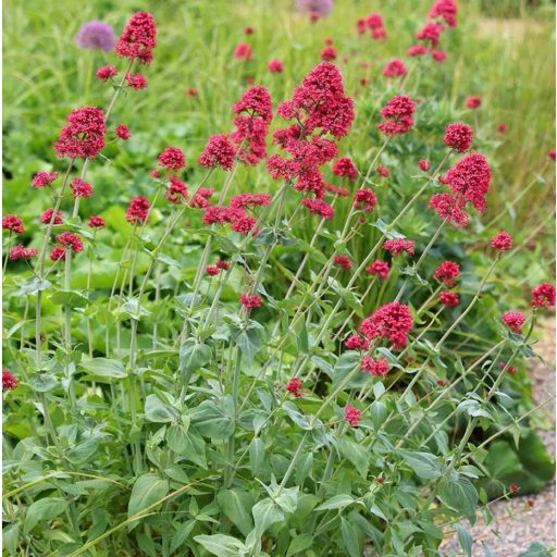 CENTRANTHUS RUBER var. COCCINEUS - SARKANTYÚVIRÁG / RIBIZLI VIRÁG